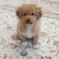 سگ میکس شیتزو پامرین