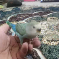 کوتوله برزیلی 2 عدد|پرنده|بابلسر, |دیوار