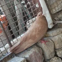 زرد گلی|پرنده|کرمان, |دیوار