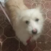 سگ‌پاکوتاه‌گم‌شده