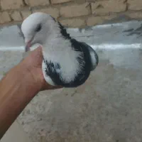 کفتر|پرنده|قم, نیروگاه|دیوار
