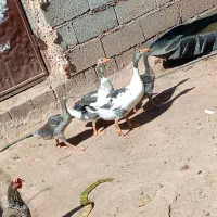 غاز|حیوانات مزرعه|سراب باغ, |دیوار