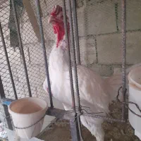 خروس|حیوانات مزرعه|گیلان غرب, |دیوار