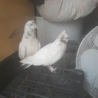 یه جفت کبوتر تهرانی جفت هستند