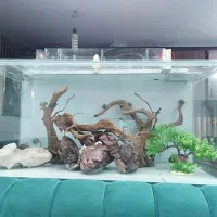 آکواریوم پلنت