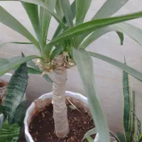 یوکا بن سای وسانسوریا ابلق و انواع کاکتوس