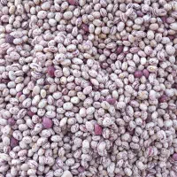 فروش لوبیاچیتی کوشا