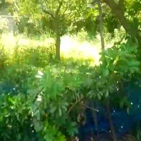 نوشهر علی اباد میر ۲۴۰ مترباغ مرکبات با سند