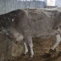 دوتا گاو ابستن|حیوانات مزرعه|لاجان, |دیوار