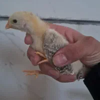 جوجه گلین ۲۰روزه