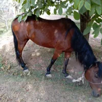 اسب مادیون کردی|اسب و تجهیزات اسب‌سواری|دماوند, دماوند|دیوار