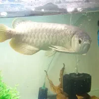 ماهی آروانا گلد هایبک