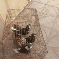 کبوتر درجه یک