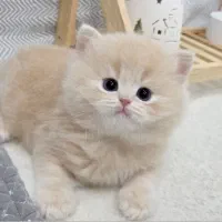 گربه بریتیش کاراملی