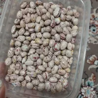 لوبیا چیتی درجه یک تازه برای امسال