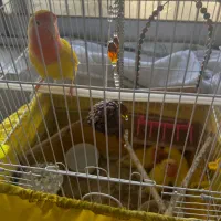 طوطی برزیلی