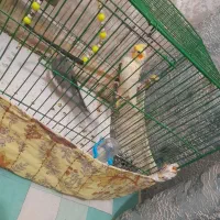 عروس هلندی جفت آماده تخم گذاری