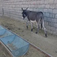 الاغ|حیوانات مزرعه|اصفهان, کشاورزی|دیوار