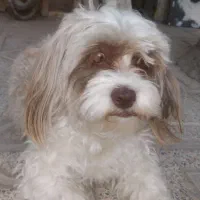 واگذاری دو عدد شبتزو (نه به رایگان)|سگ|کرمانشاه, |دیوار