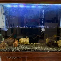 آکواریوم با تمامی تجهیزات فقط ۱۰ میلیون تومان|ماهی|تهران, سهروردی|دیوار
