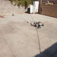 بله سینه ای|پرنده|بهرمان, |دیوار