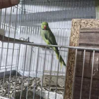 جفت ملنگو|پرنده|خمینی‌شهر, |دیوار