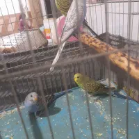 چهار مرغ عشق برا فروش سوسنگرد|پرنده|سوسنگرد, |دیوار