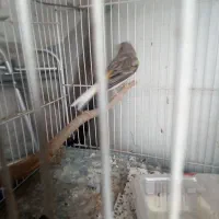 قناری نر اوپال