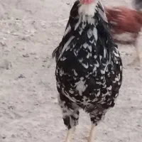 خروس گلین|حیوانات مزرعه|شیراز, رکنآباد|دیوار