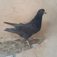 پرنده جوان|پرنده|گلپایگان, |دیوار