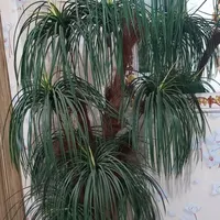 درخت نخل