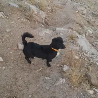 واگذاری توله پا کوتاه|سگ|تهران, خلیج فارس|دیوار