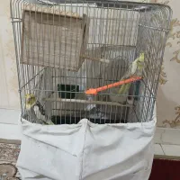 عروس هلندی|پرنده|تهران, دولاب|دیوار