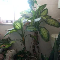 دیفن،بنجامین،سانسوریا،برگ انجیری،کاکتوس