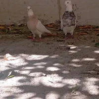 کبوتر دزدیده شد|حیوانات|یاسوج, |دیوار