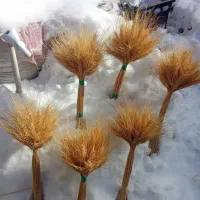 گل گندم|گل و گیاه طبیعی|رشت, چله خانه|دیوار