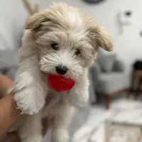 شیتزو مالتیپو نر