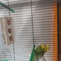 مرغ عشق|پرنده|قائن, |دیوار