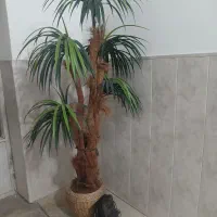 دیجیتال و نخل
