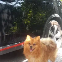 پامر روباهی پرتقالی