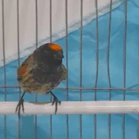 گلبسر  سهره قناری|پرنده|تهران, افسریه شمالی|دیوار