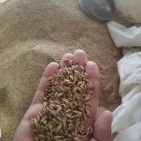 جو و گندم|خدمات باغبانی و درختکاری|انبارآلوم, |دیوار