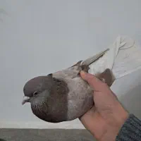 کبوتر کفتر|پرنده|هشتگرد, گلسار|دیوار