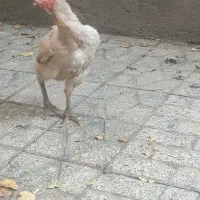 مرغ تخم گذار
