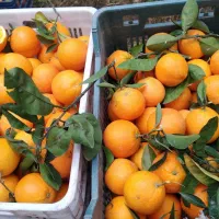 تامسون برگ دار تازه چین دار