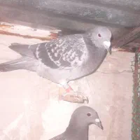 ماده مسافتی