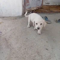 توله سگ پا کوتاه|سگ|کرمانشاه, |دیوار