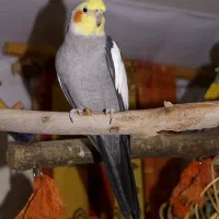 عروس هلندی نرو ماده
