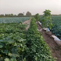 ۳هکتار زمین کشاورزی سنددار مناسب گلخانه|فروش زمین و ملک کلنگی|هشتگرد, هشتگرد قدیم|دیوار