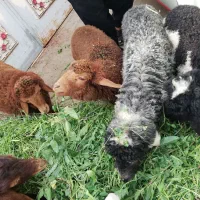 بره و بز|حیوانات مزرعه|اهواز, منازل کارون|دیوار